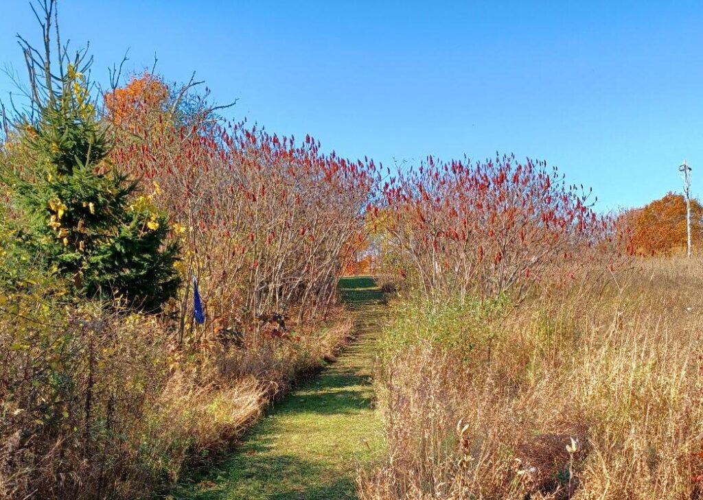peace and wellness trail Meadow Path