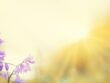 meadow sunshine